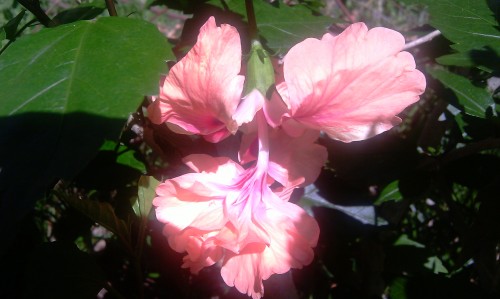a grafted hibiscus a grafted hibiscus