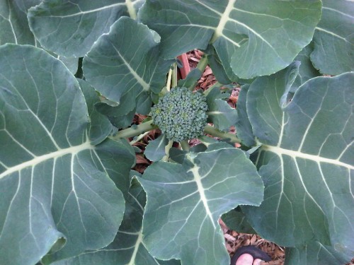 Grow, broccoli! Grow!