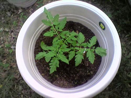 Tomatoes