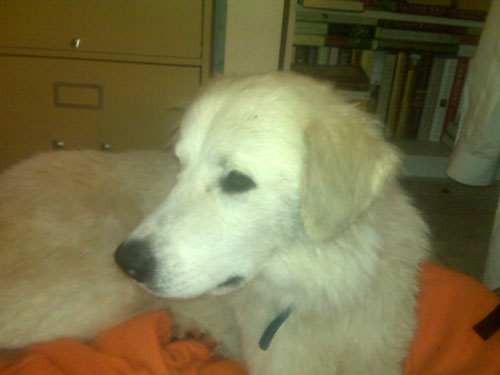 Great Pyrenees