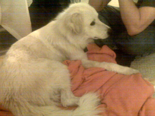 Great Pyrenees